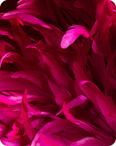 Step into 2025 Cirque de minut